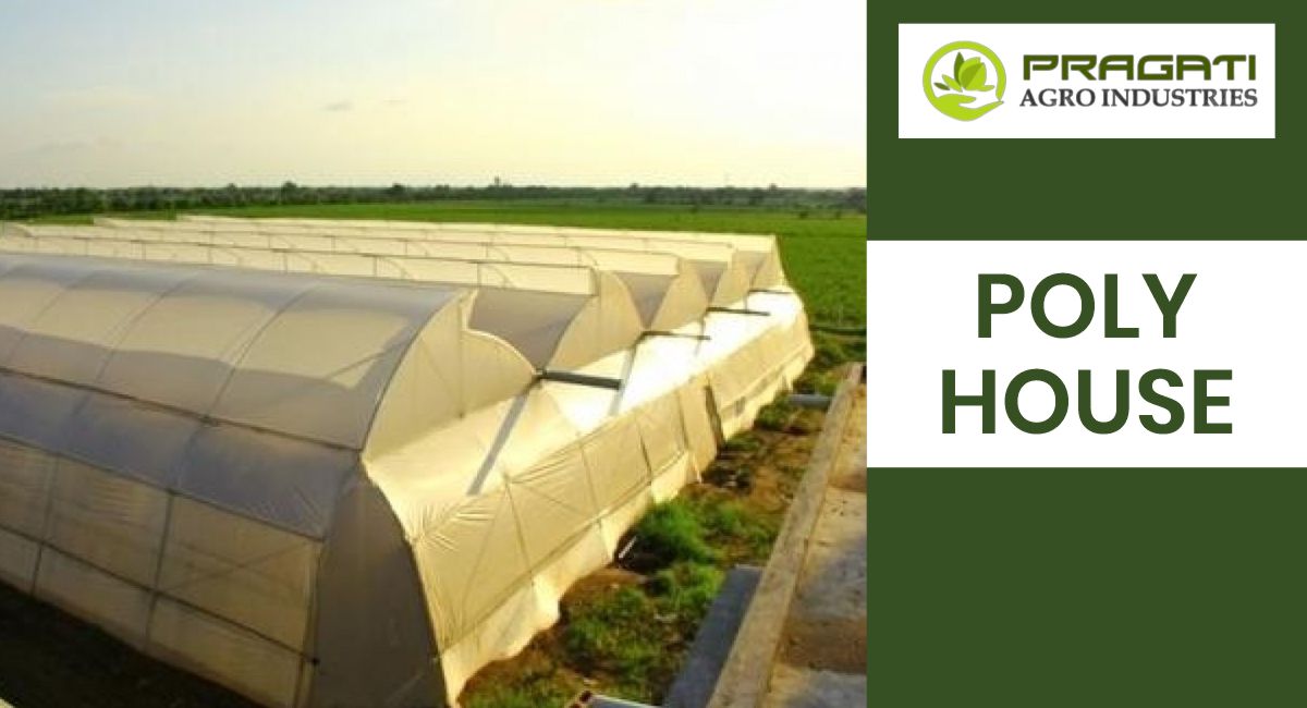 Pragati Agro Industries: Premier Polyhouse Solutions for Optimal Crop Growth and Sustainability